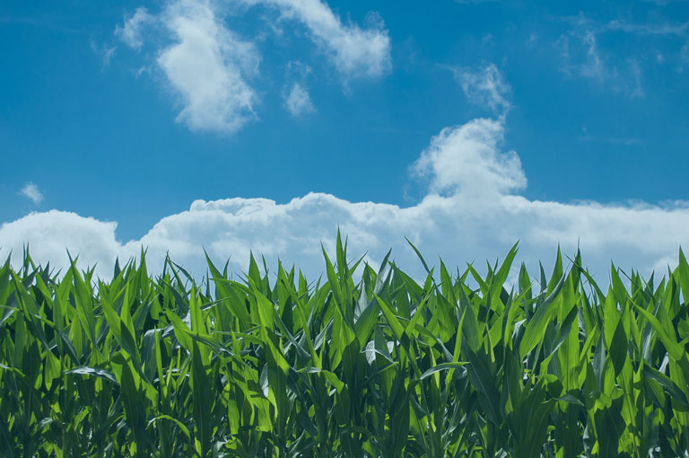 syngenta-corn-lawsuits