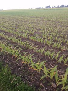 damaged-corn-Indiana-farmers-syngenta-lawsuit