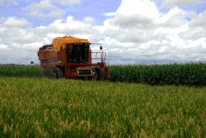 syngenta-corn-lawsuit-farmers