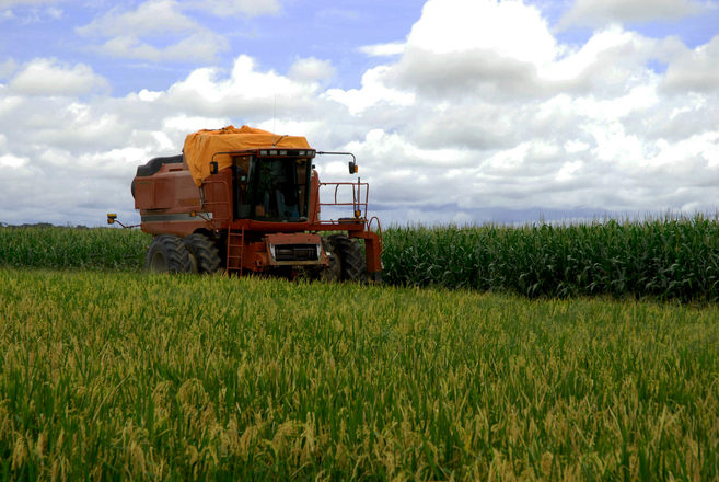 syngenta-corn-farmers-lawsuit