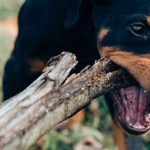 dog-bite