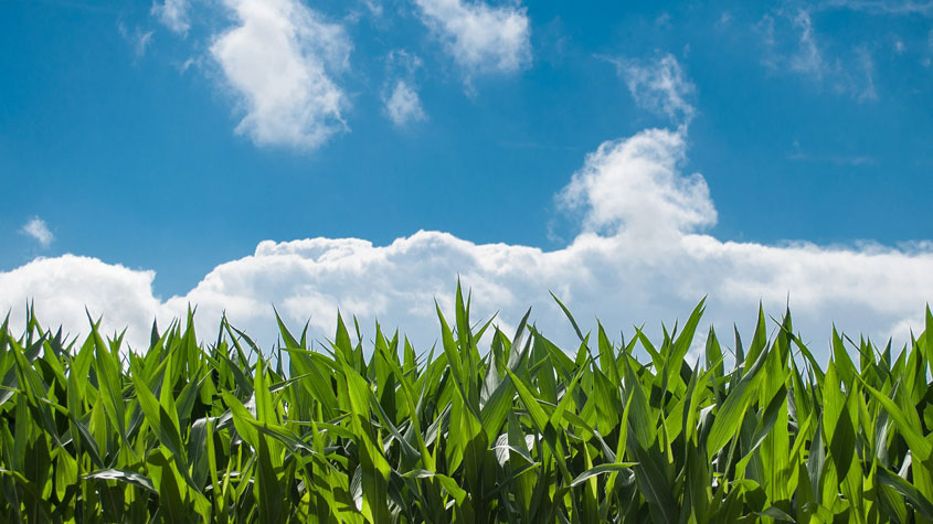 corn