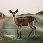 deer