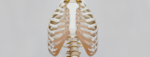 ribcage