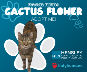 Adopt_Cactus_Flower