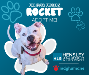 Adopt_Rocket_The_Dog_