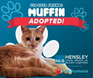 Adopted_Muffin