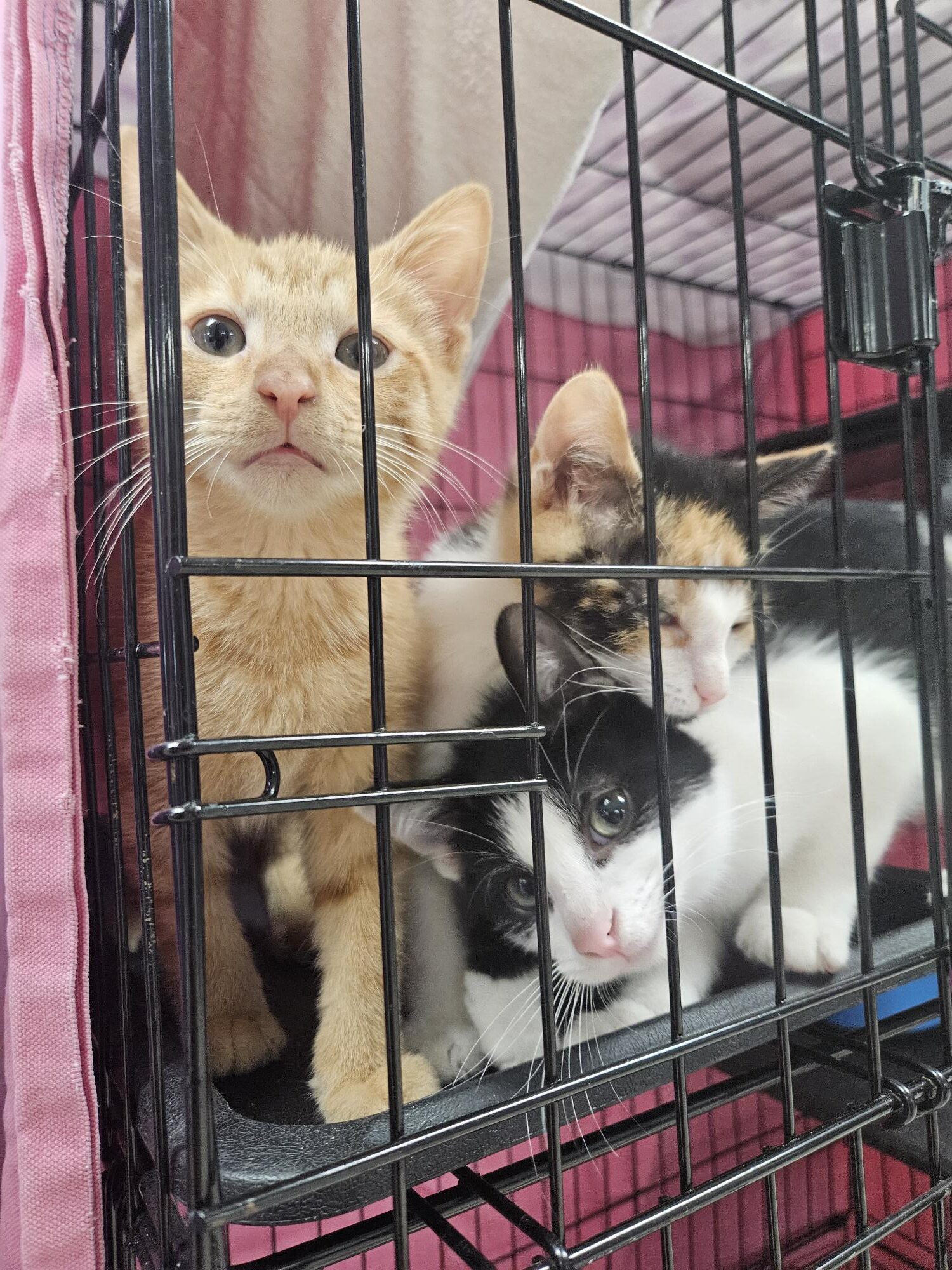 Cats adopted in Hensley Legal Group's Fur Ever Friends Event