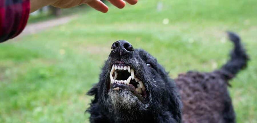 Evansville Dog Bite Lawyers