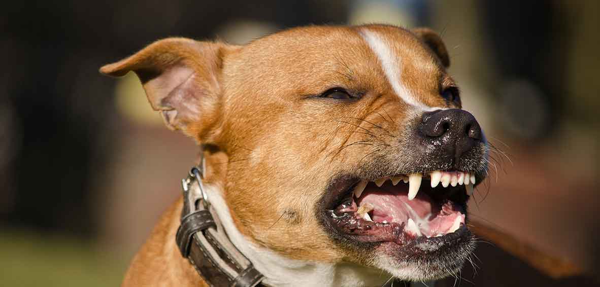 Dog Bite Lawyers