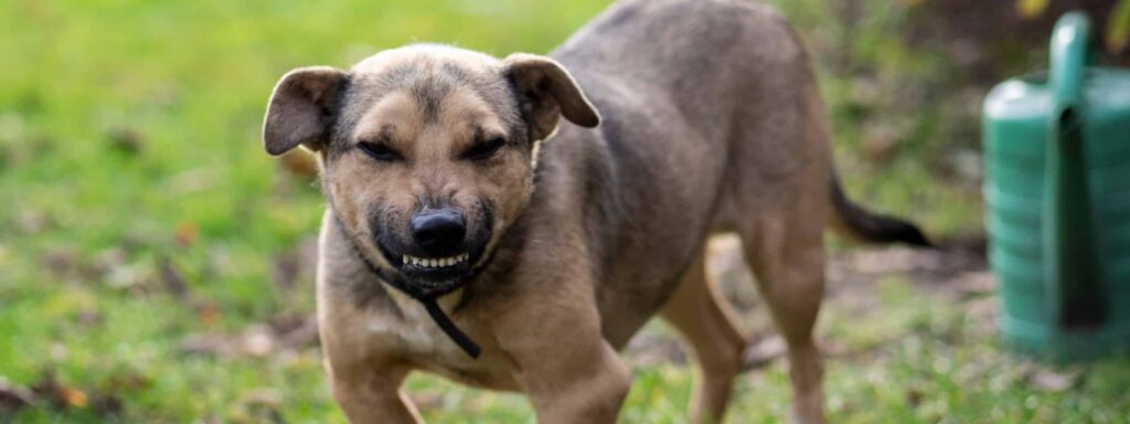 Qualified Dog Bite Attorney in Indianapolis