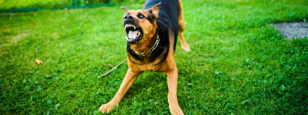Dog that might bite a delivery driver in Muncie, IN