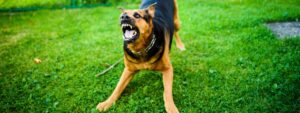 Dog that might bite a delivery driver in Muncie, IN